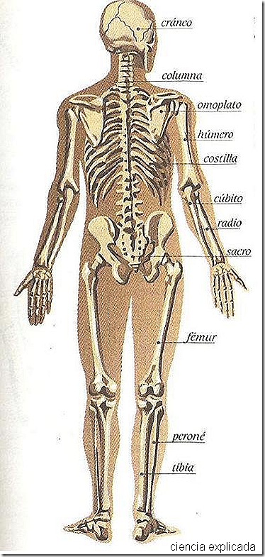 El dolor agudo en los riñones da en la parte inferior del vientre